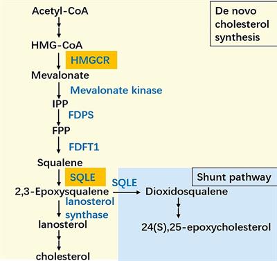 Targeting the key cholesterol biosynthesis enzyme squalene monooxygenasefor cancer therapy